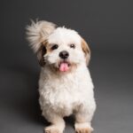 Benefits of Chlorella for Your Dog's Health