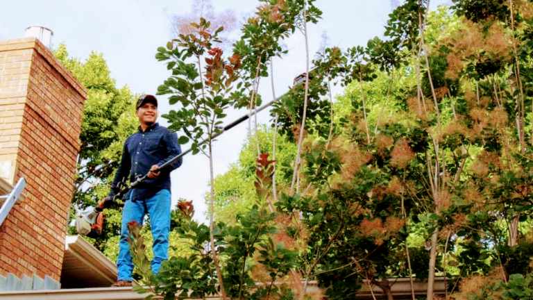 Branching Out: Tips For Choosing The Top Tree Service In Lakeland