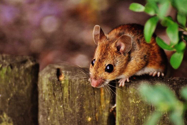 Which Is a Sign of Pest Infestation? Recognize the Key Indicators for a Pest-Free Home