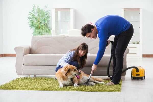 Common Errors To Avoid When Attempting To Kill Fleas In Carpets