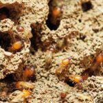 From Sprays to Traps: Exploring Different Types of Termite Control Products 3 From Sprays to Traps Exploring Different Types of Termite Control Products