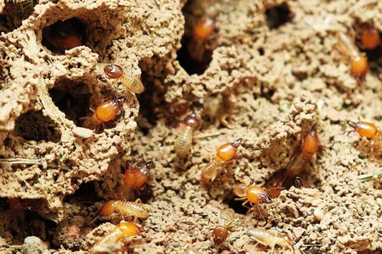From Sprays to Traps: Exploring Different Types of Termite Control Products