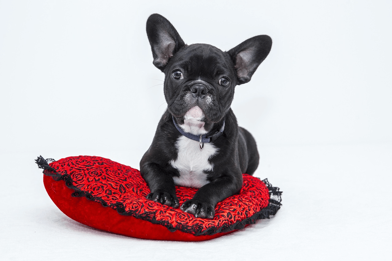 Things to Know About Owning a Pet Store Franchise